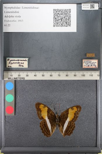Media type: image;   Entomology 141147